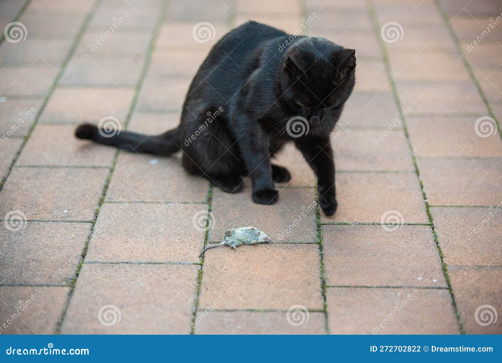 Black Cat Playing with a Dead Mouse Laying on the Ground Stock Photo
