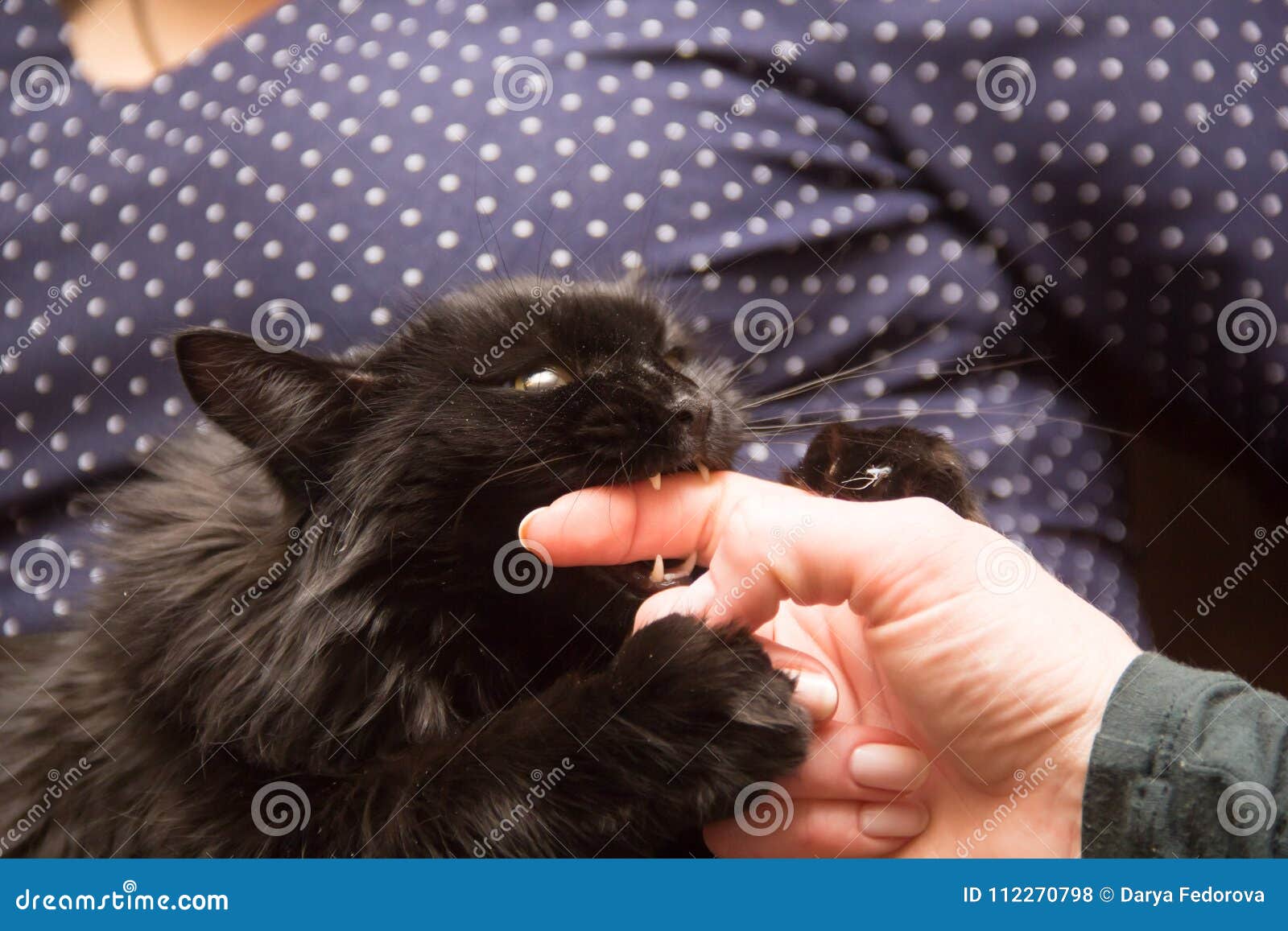 Black Cat Playing With Woman Hand And Biting Finger Stock Photo Image