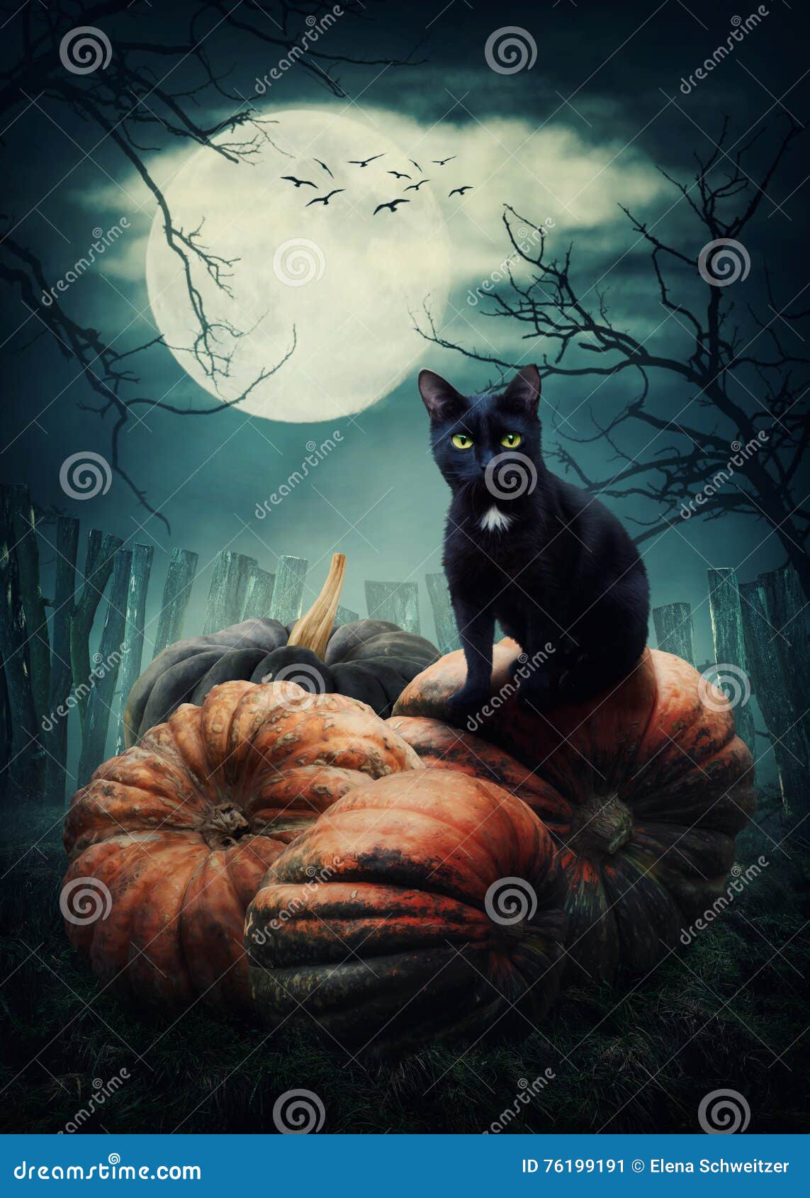 HD wallpaper black cat kitty pumpkin toy baby halloween autumn  october  Wallpaper Flare