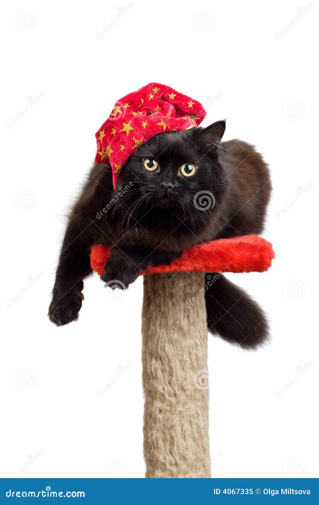 55,000+ Funny Black Cat Stock Photos, Pictures & Royalty-Free Images -  iStock