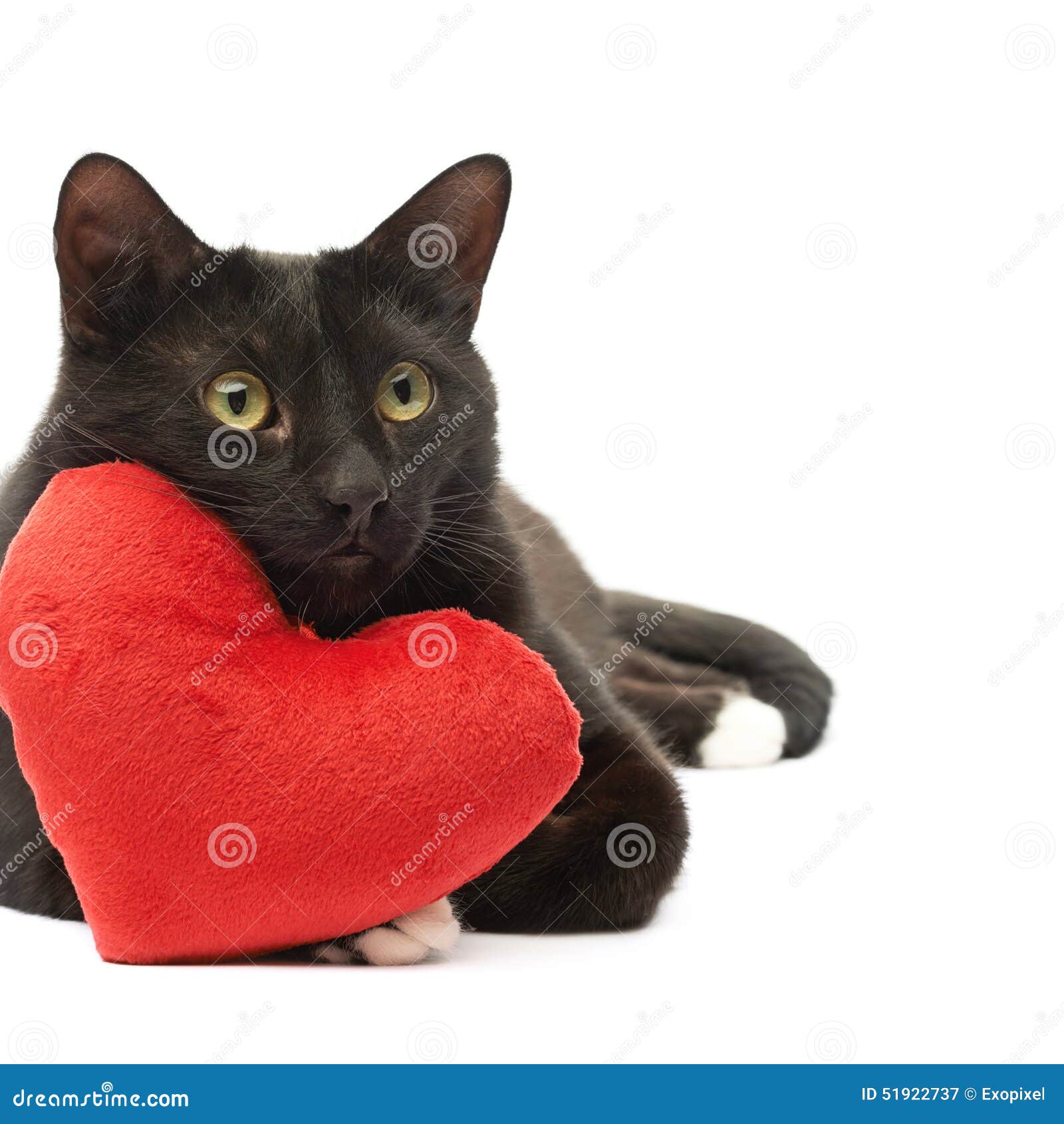 Black cat and red heart stock image. Image of heart, kitty - 51922737