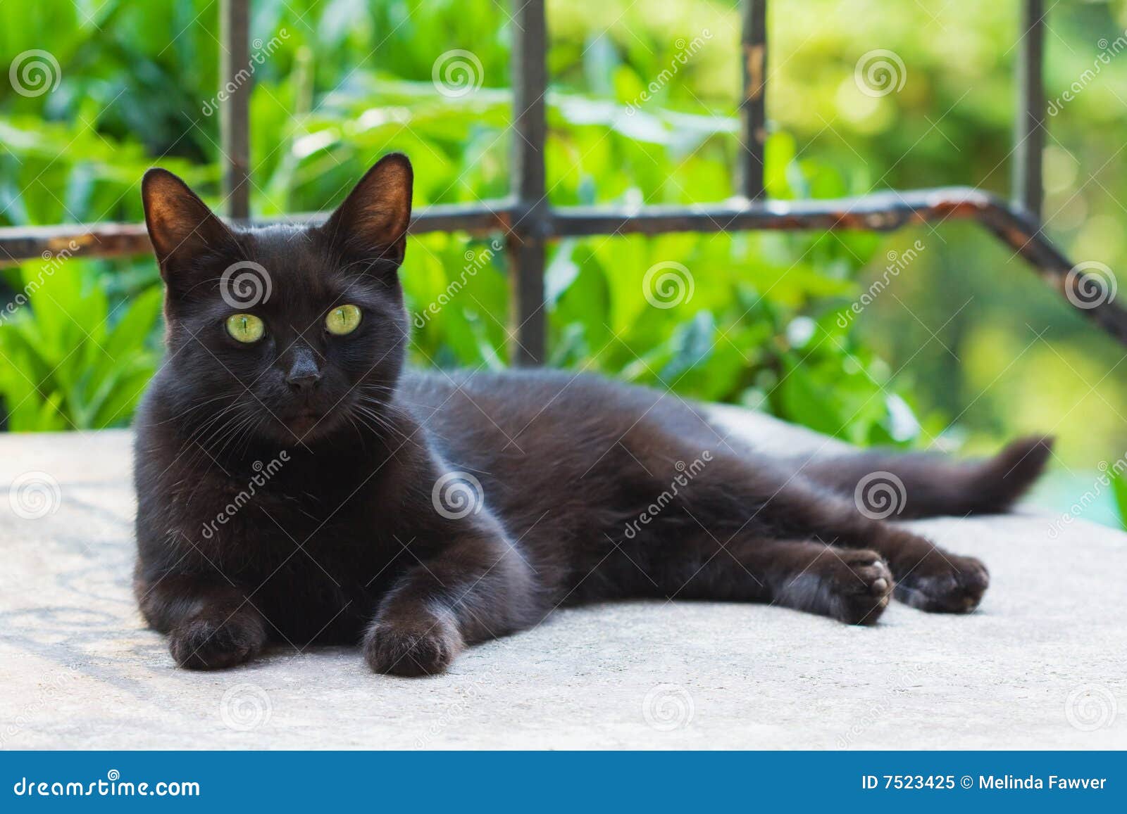 black cat resting