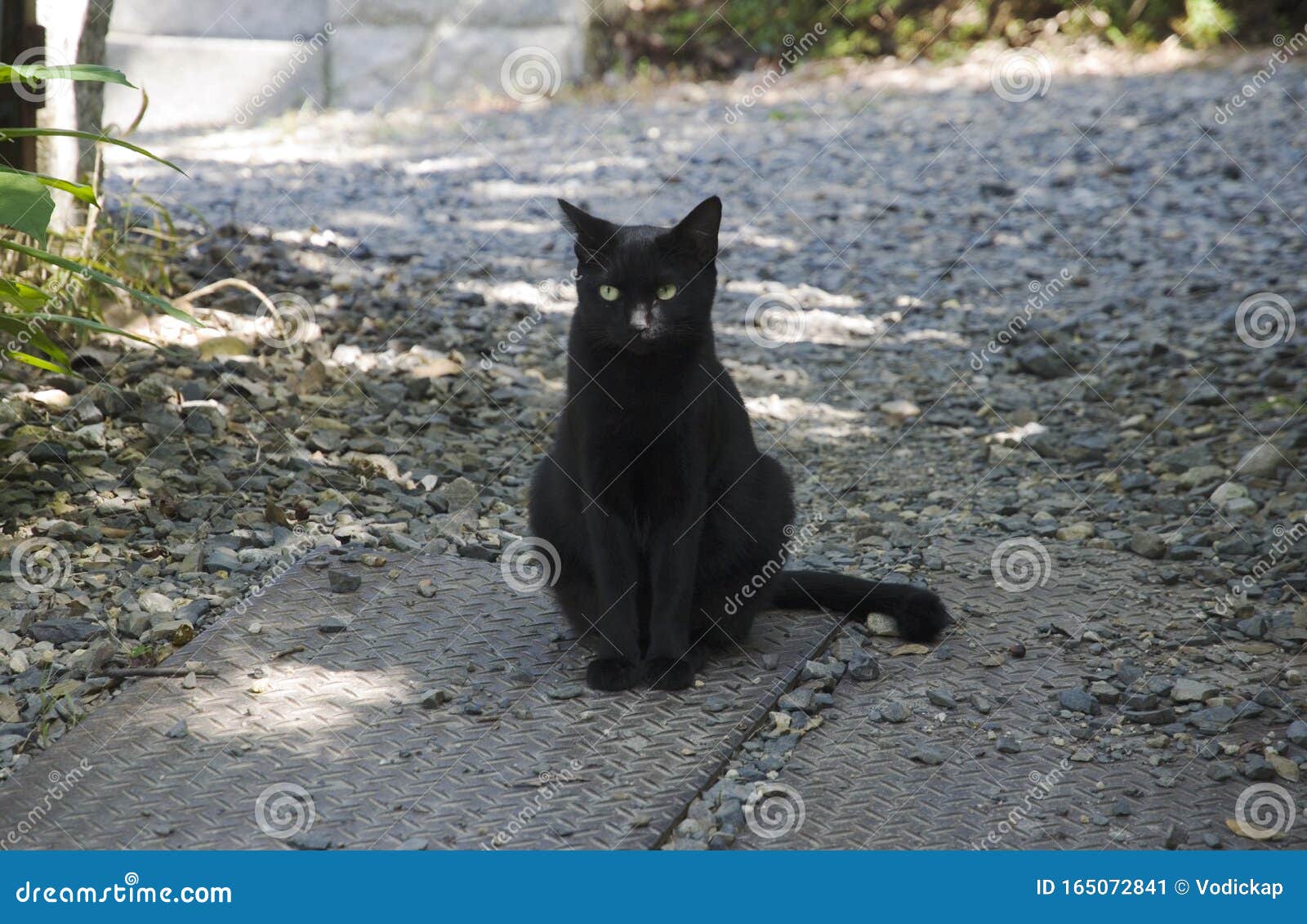  Black  cat  on the road  stock image Image of possible 