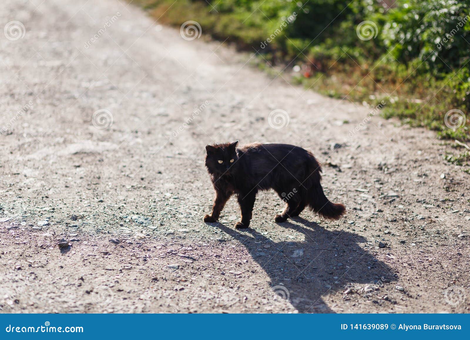 Black Cat Runs Across the Road Stock Image Image of sidewalk, street
