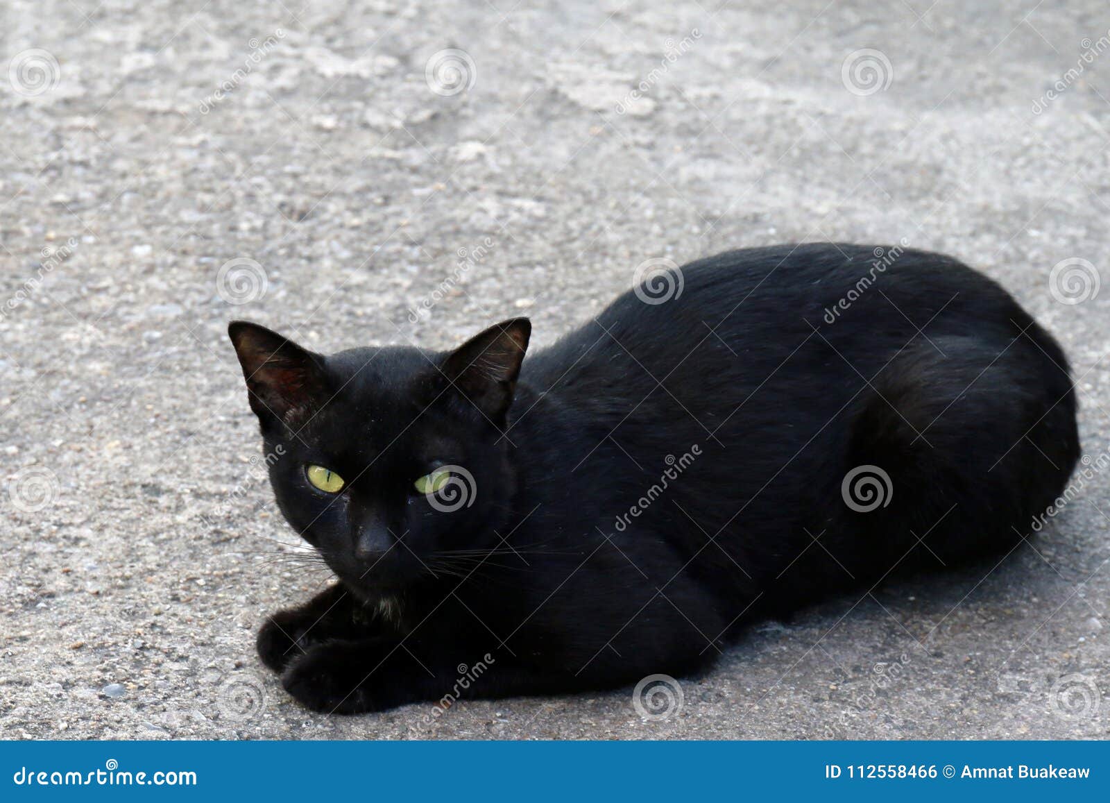 ugly black cat