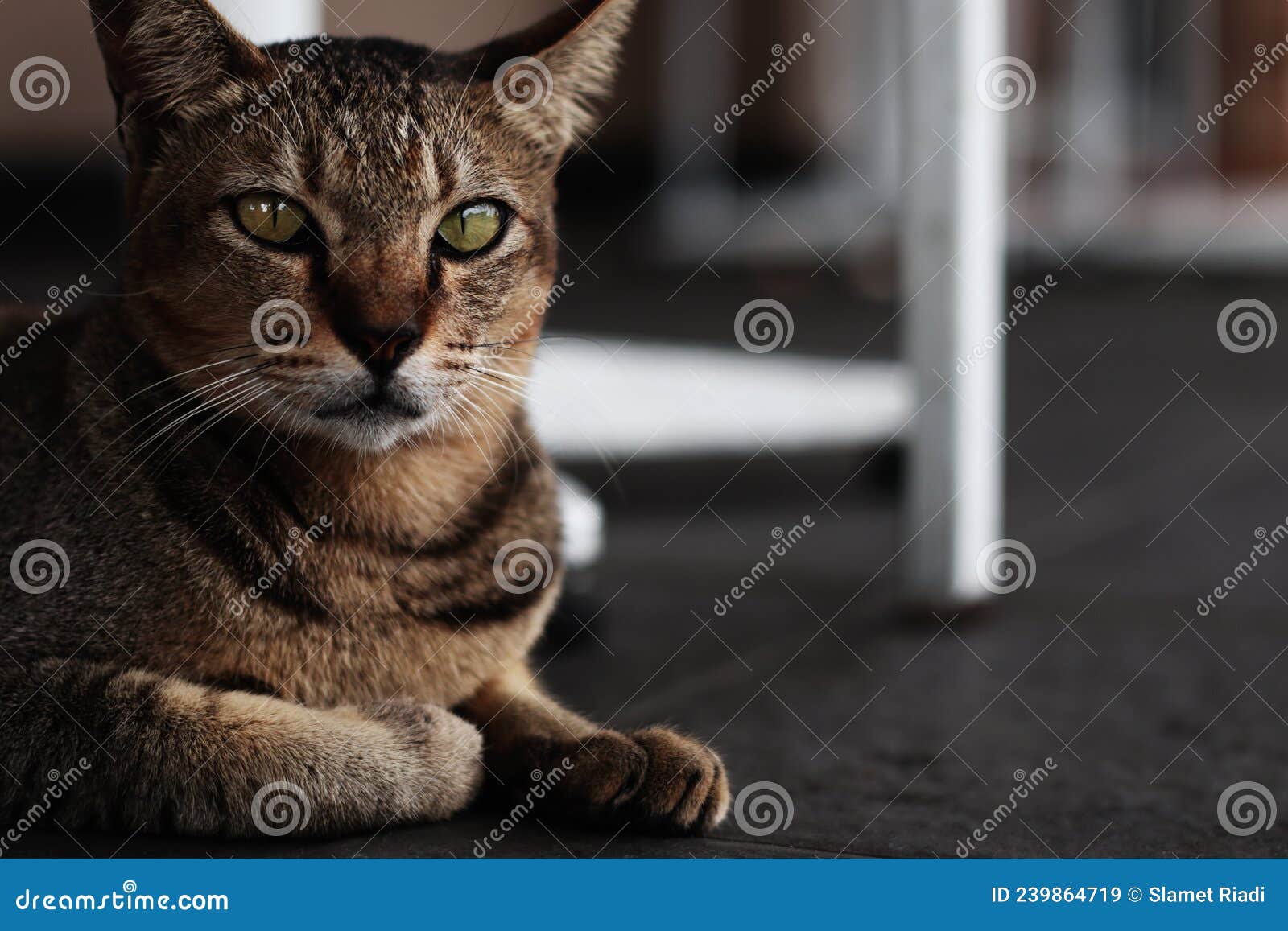 Black Cat Sit Under the Chair Stock Image Image of tudor, finish