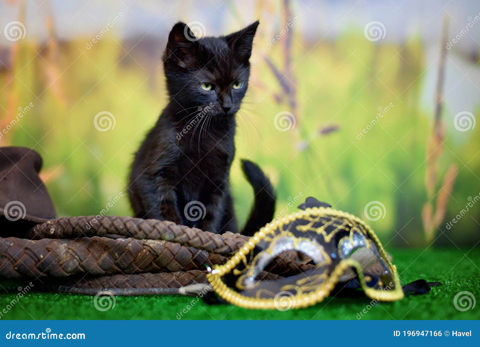black cat sitting on a green background with a hat and a whip
