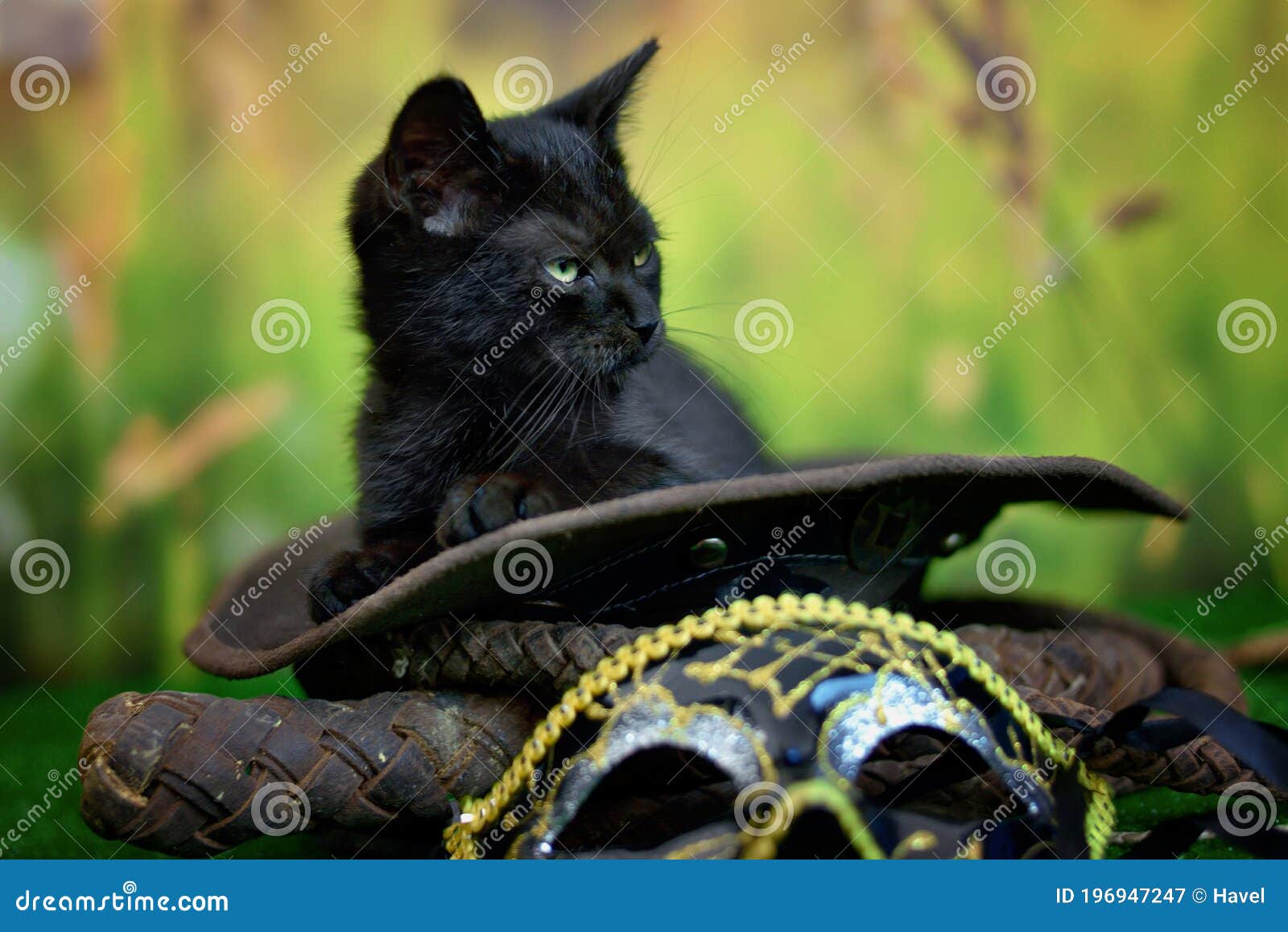 black cat sitting on a green background with a hat and a whip