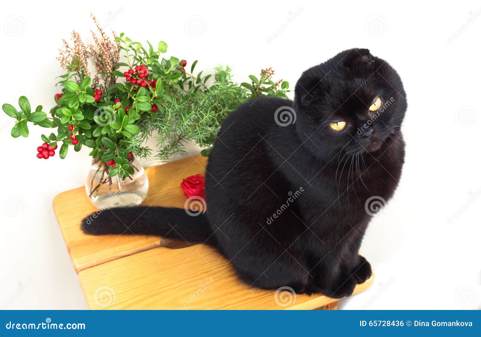 Black Stool Poop - Stools Item