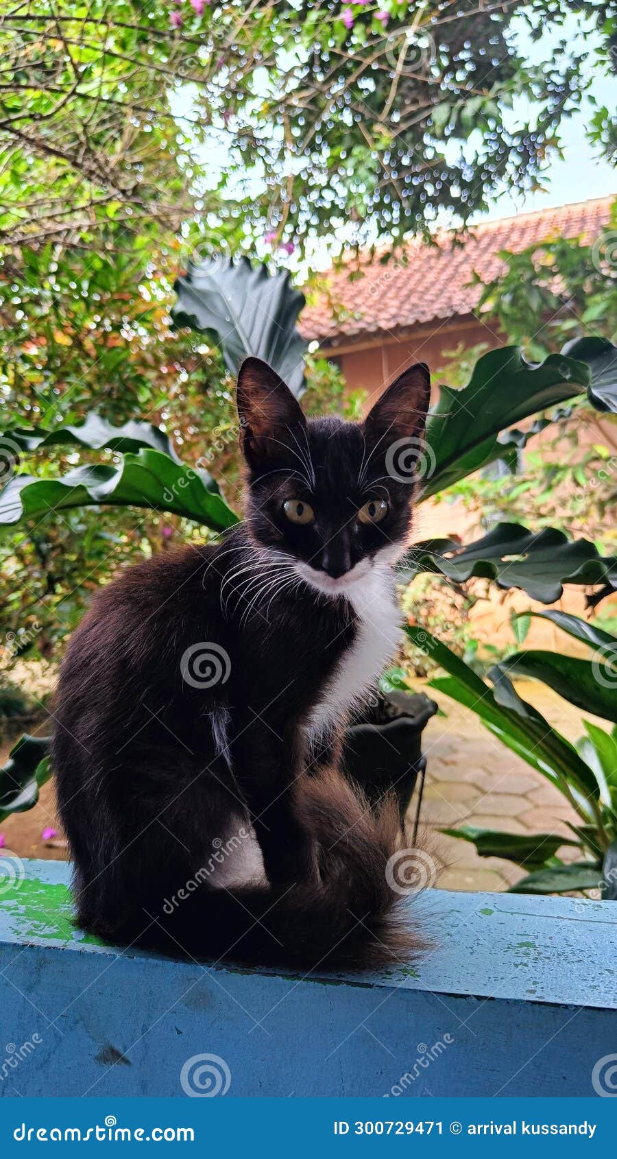 Black Cat Sitting on the Terrace of the House Stock Image Image of