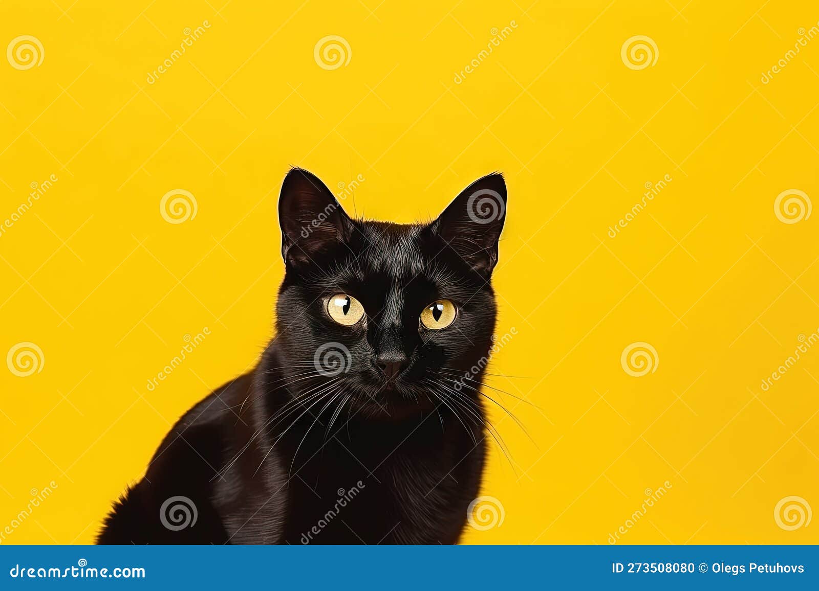 A Black Cat Sitting on a Yellow Background Looking at the Camera with a