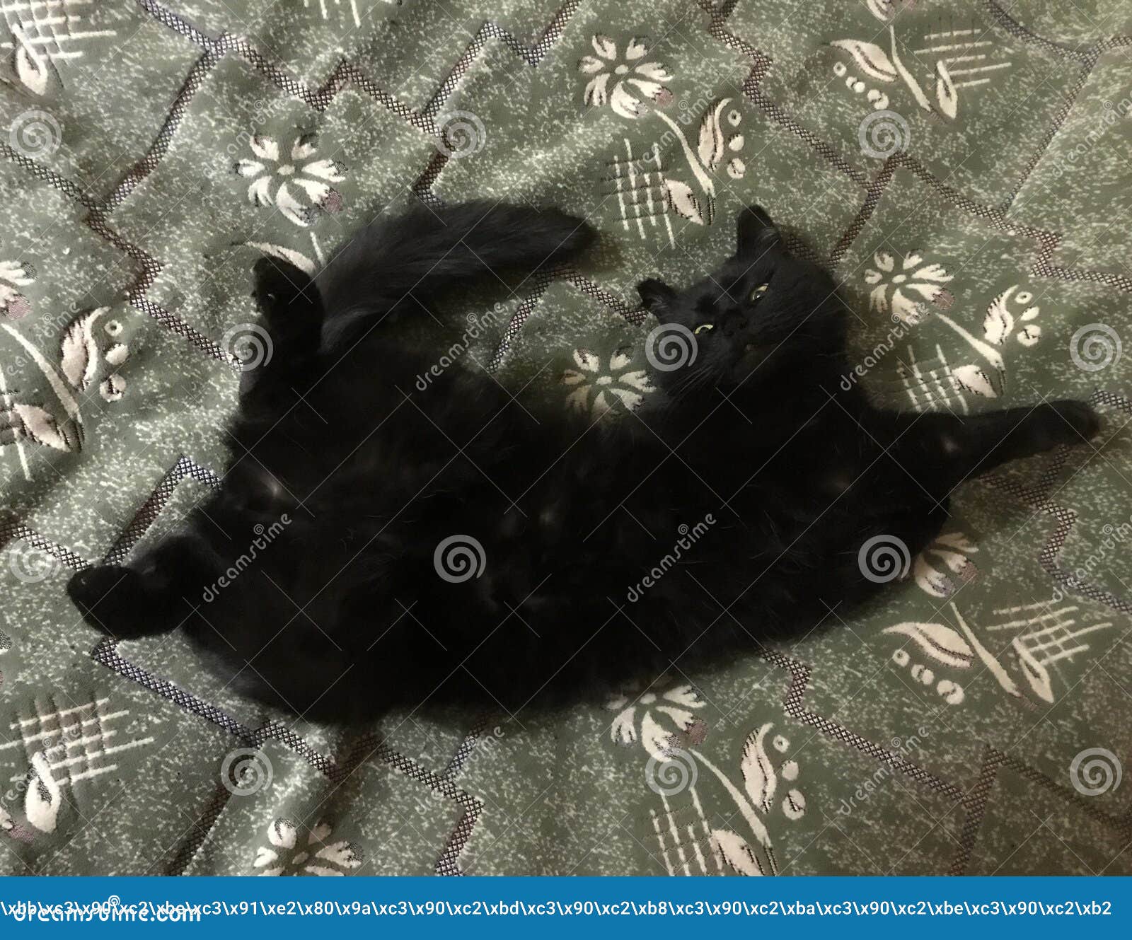 Black Cat Sleeping on the Bed in a Funny Pose Stock Image Image of