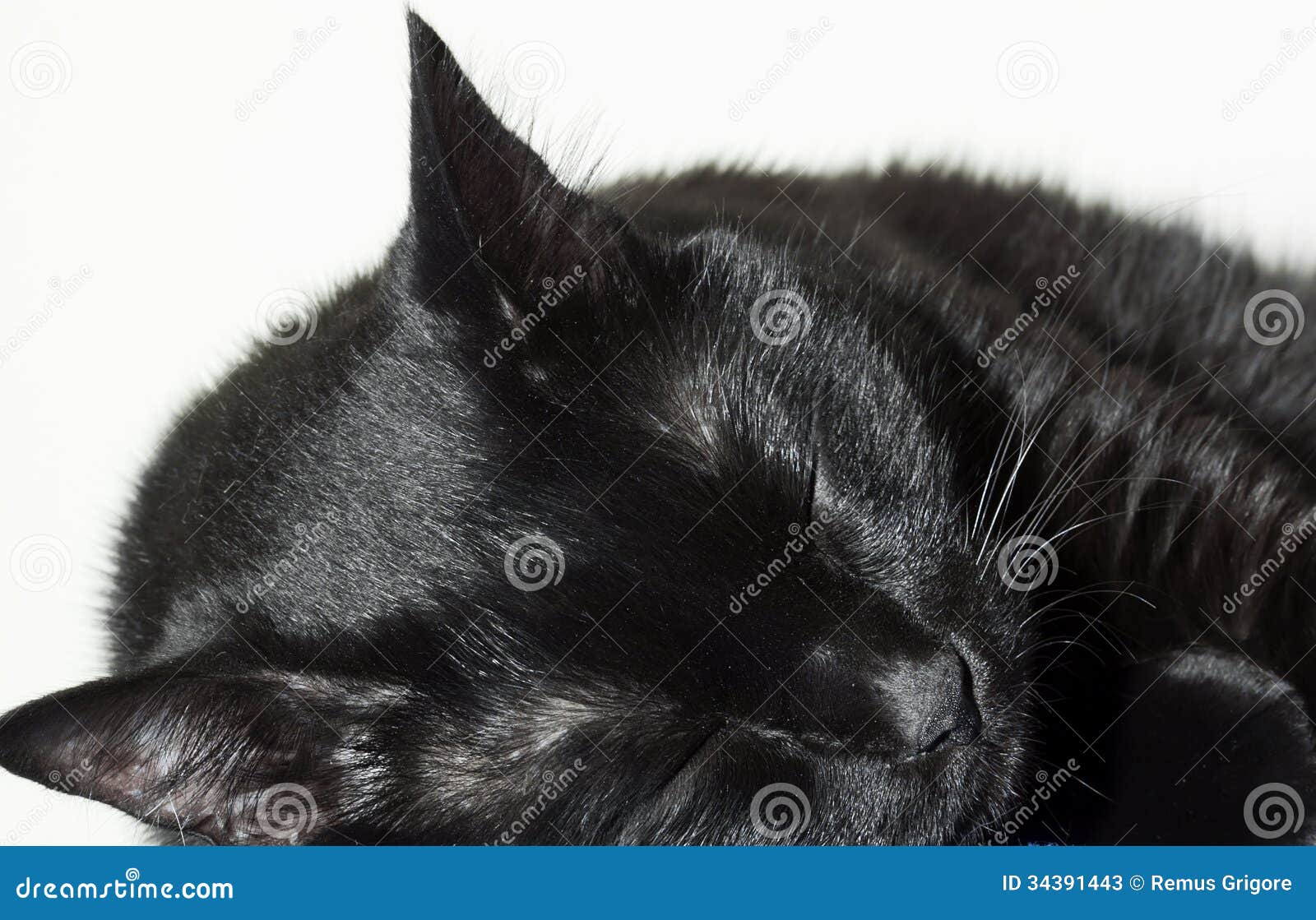 Black cat sleeping stock image. Image of black, relaxation 34391443