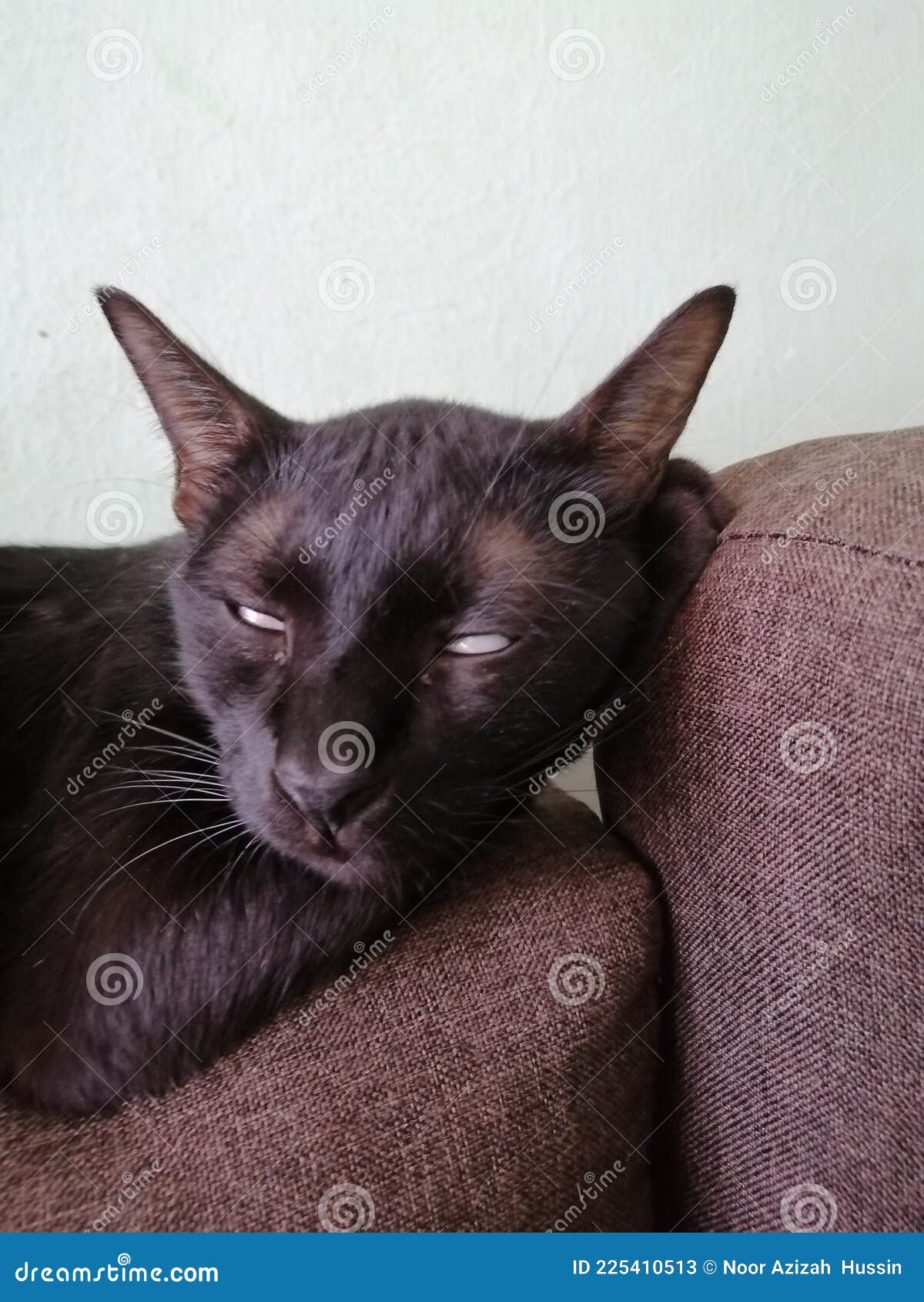 Black Cat Sleeping with Eyes Open Scary Stock Image Image of open