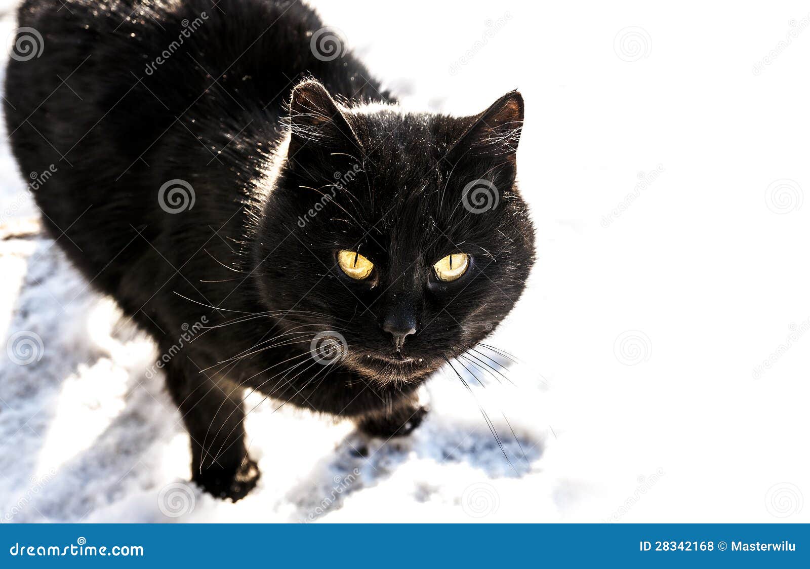 Black cat at snow stock photo. Image of young, ears, feline 28342168