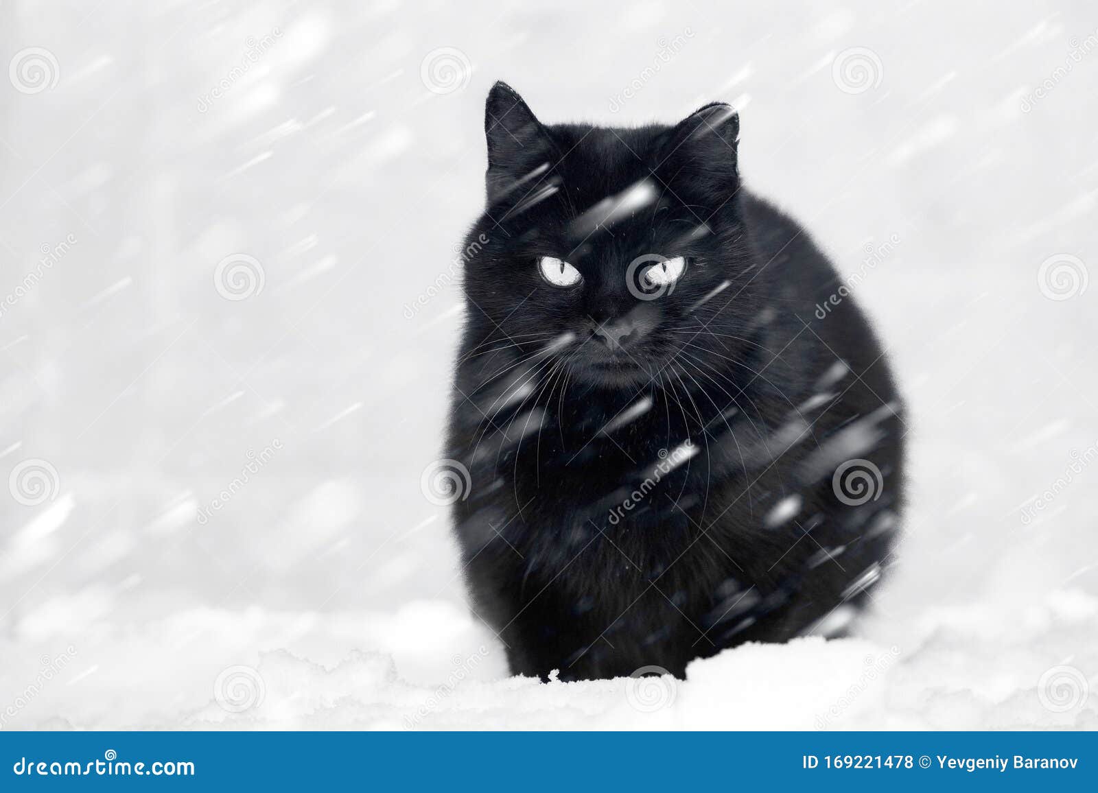 Black cat and snow stock photo. Image of alone, cold 169221478