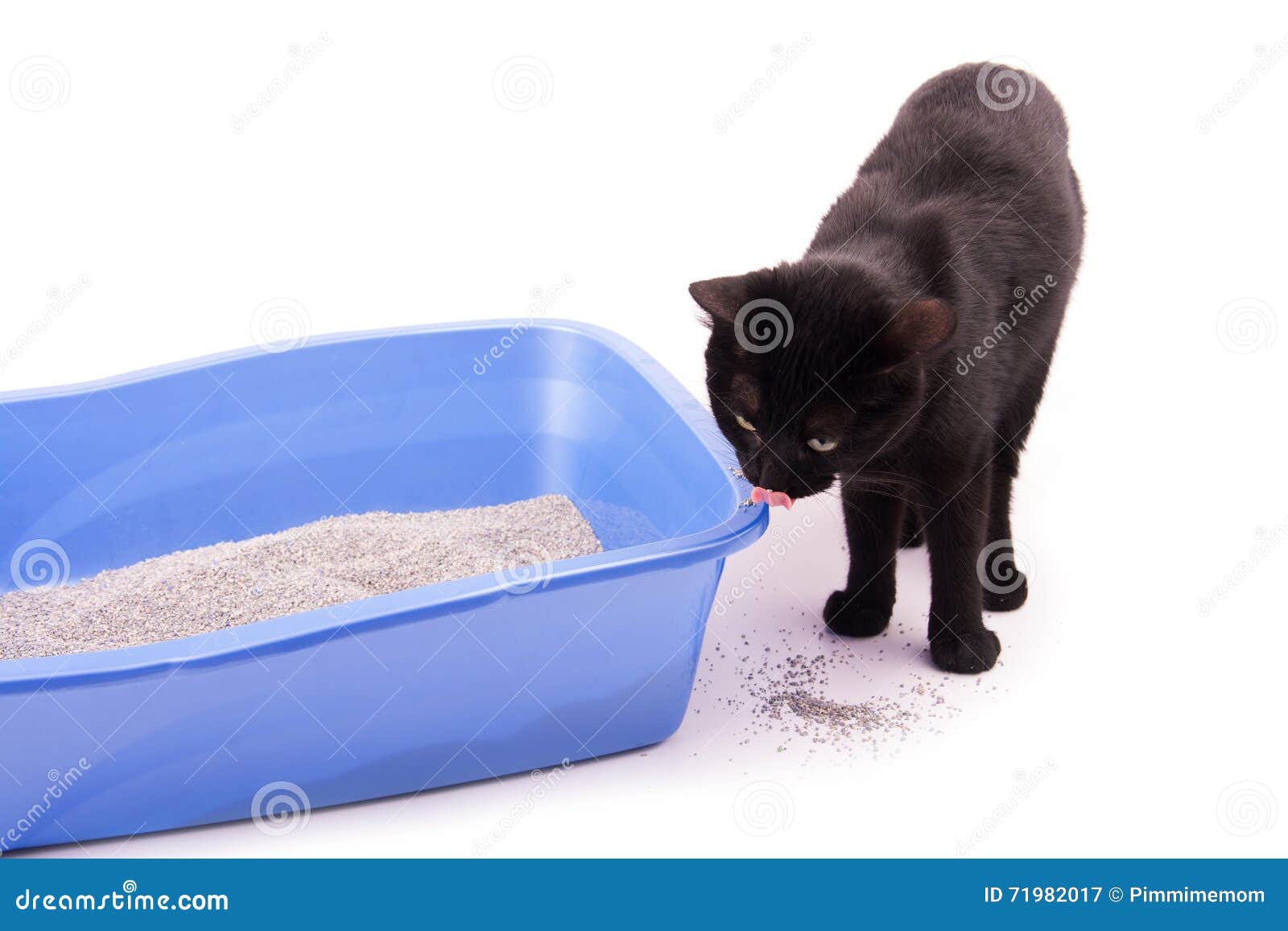 Black Cat Standing Next To a Litterbox Stock Image Image of little
