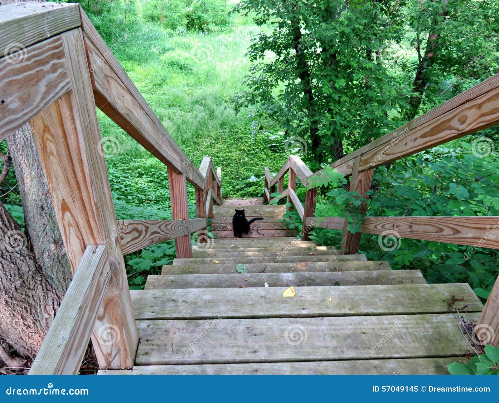 Black cat on steps. stock image. Image of steps, gazing 57049145