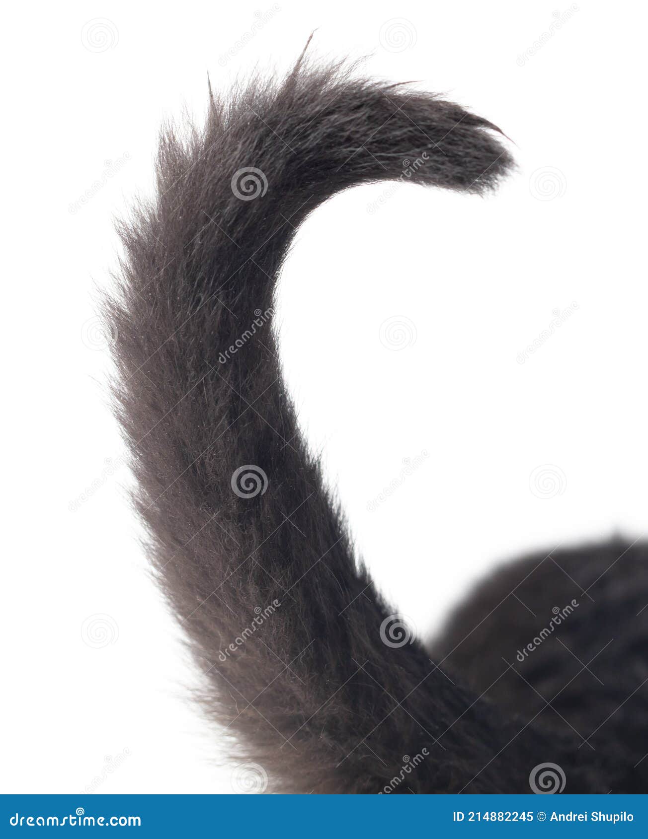 Black Cat Tail Isolated on White Stock Image Image of black, closeup