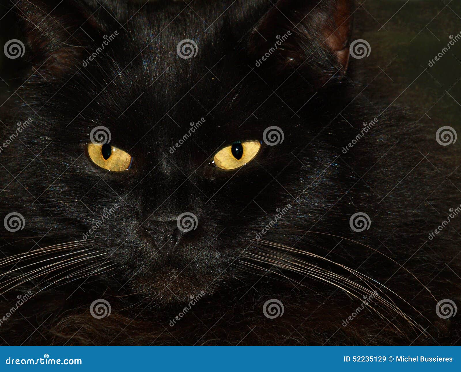 Black Cat with Two Yellow Eyes Stock Image Image of hair, attention