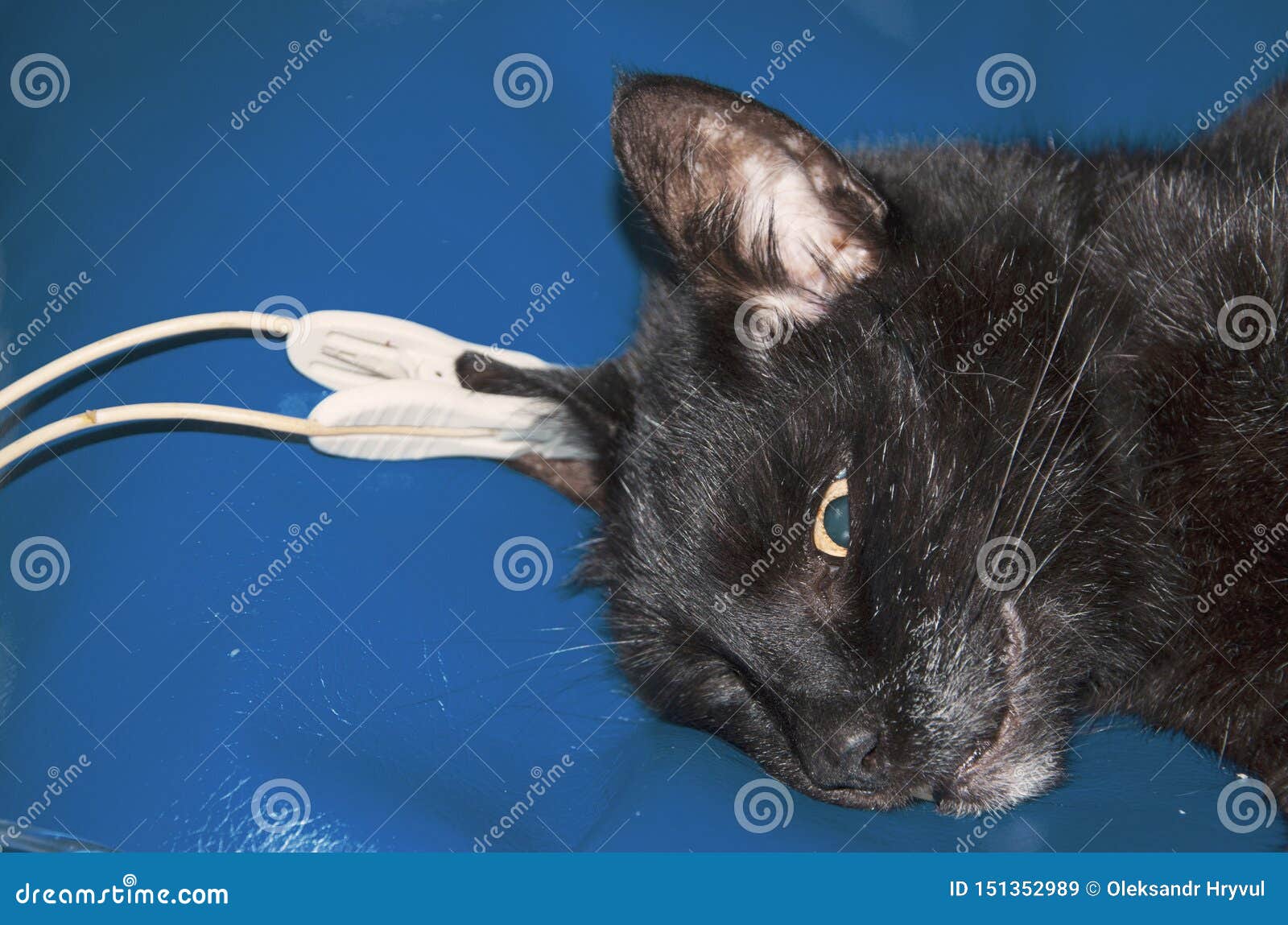 Black Cat Under Anesthesia Control Of Palpitation Heartbeat Pulse And Breathing Stock Image Image Of Eyes Castration 151352989
