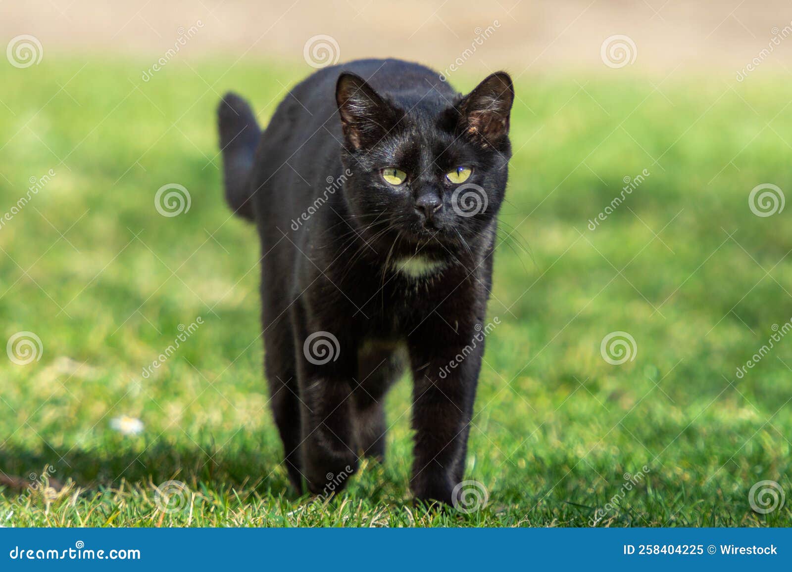 Black cat walking outdoors stock image. Image of look 258404225
