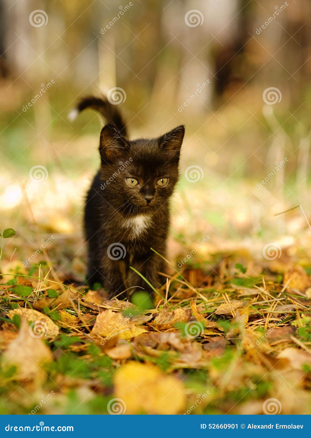 Black Cat Walks in the Woods Stock Image Image of feline, looking