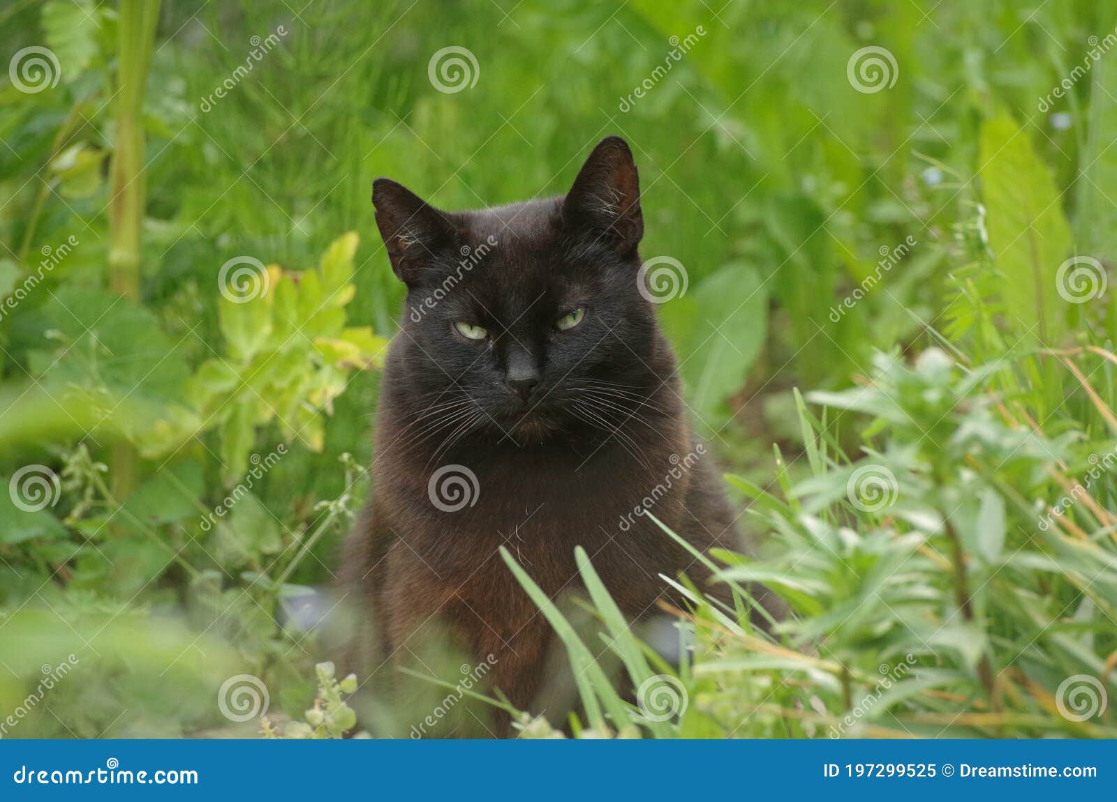 A black cat stares at me stock image. Image of watching 197299525
