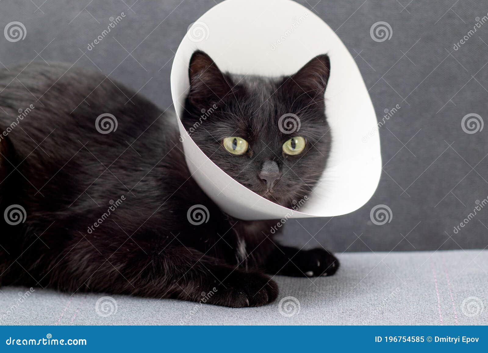 Black Cat Wearing Elizabethan Collar Lying On A Gray Sofa After