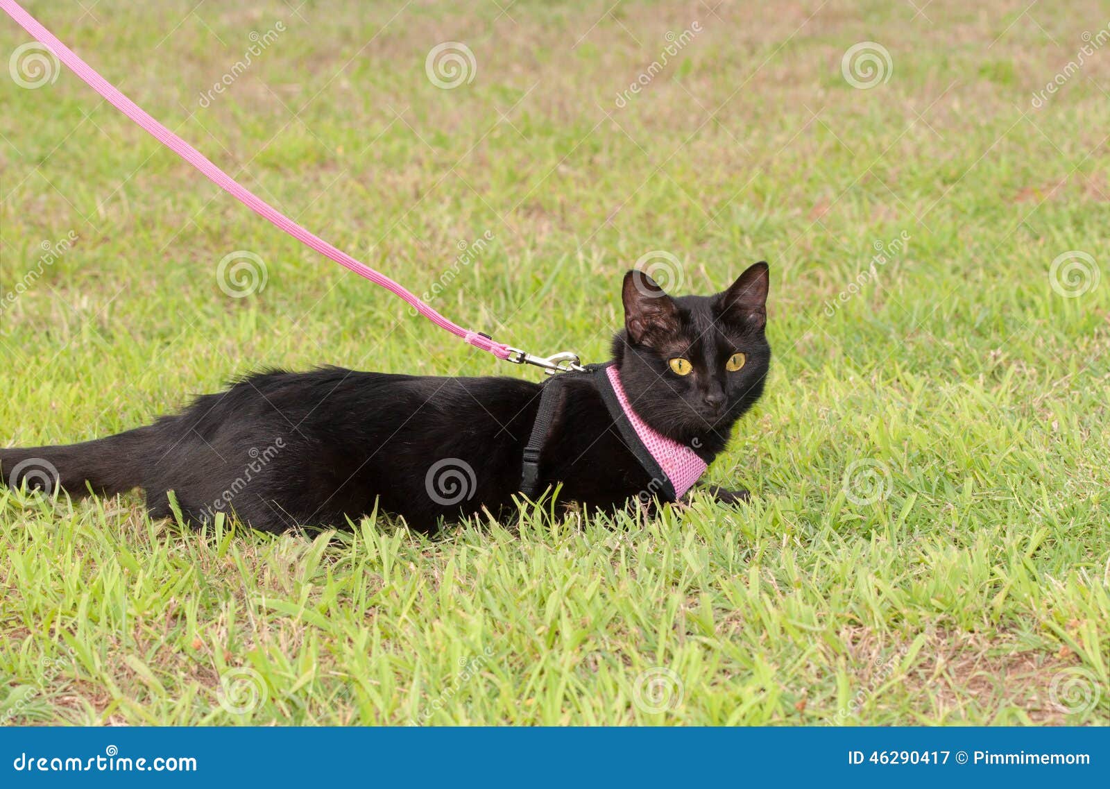 Black Cat Wearing a Harness Stock Image Image of nature, green 46290417