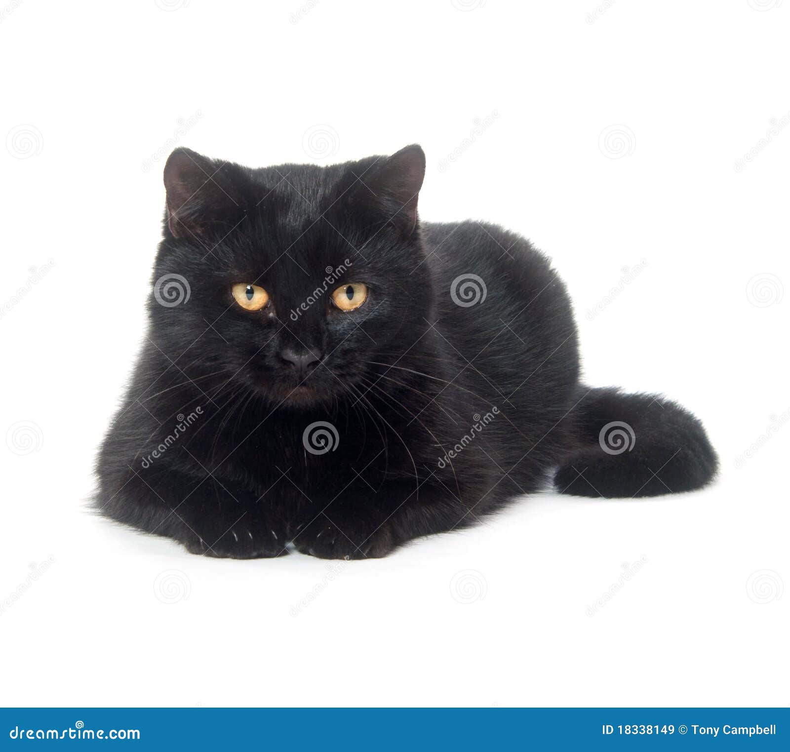 Black Cat on White Background Stock Image Image of white, cute 18338149