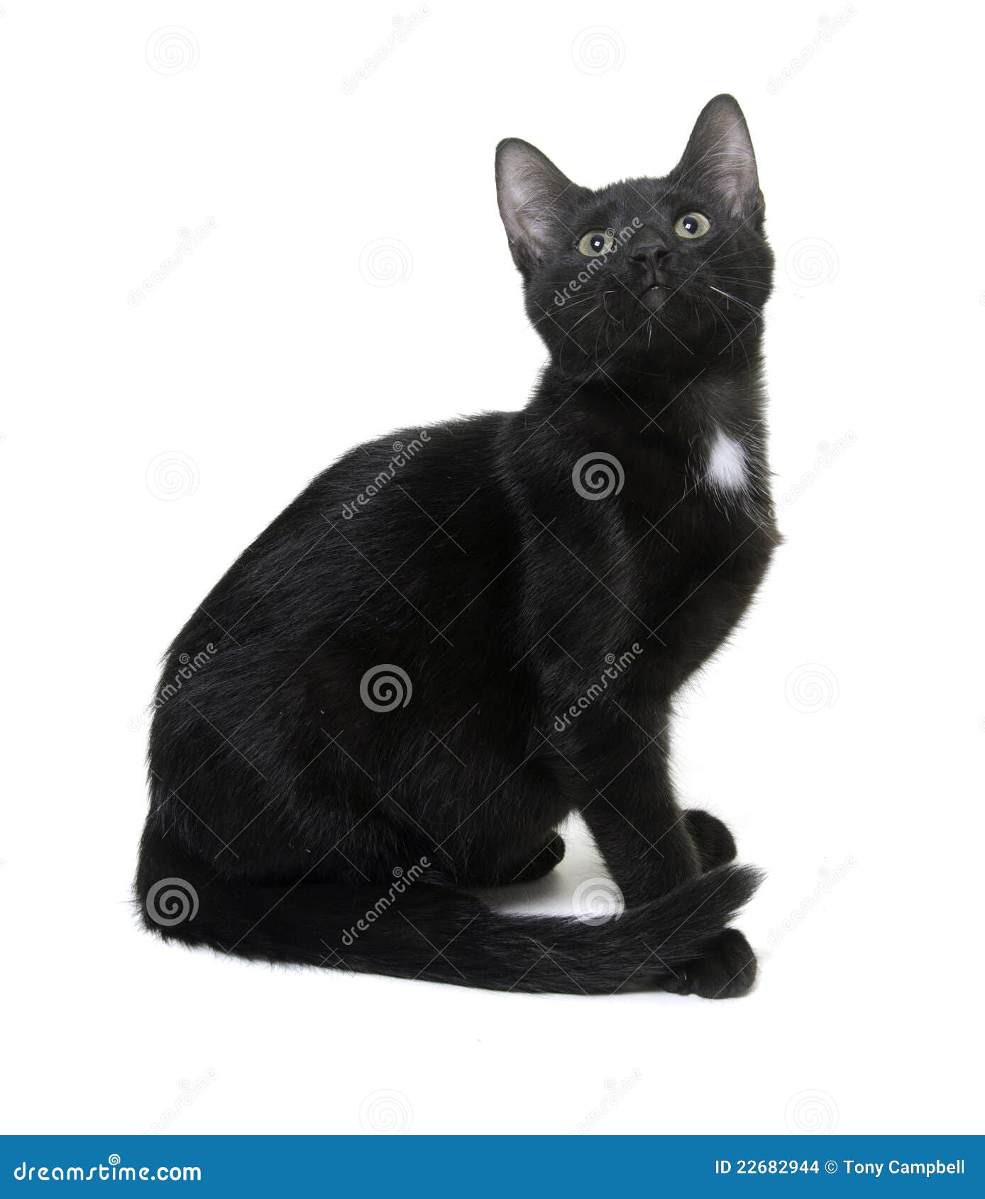 Black Cat on White Background Stock Photo Image of kitten, feline 22682944