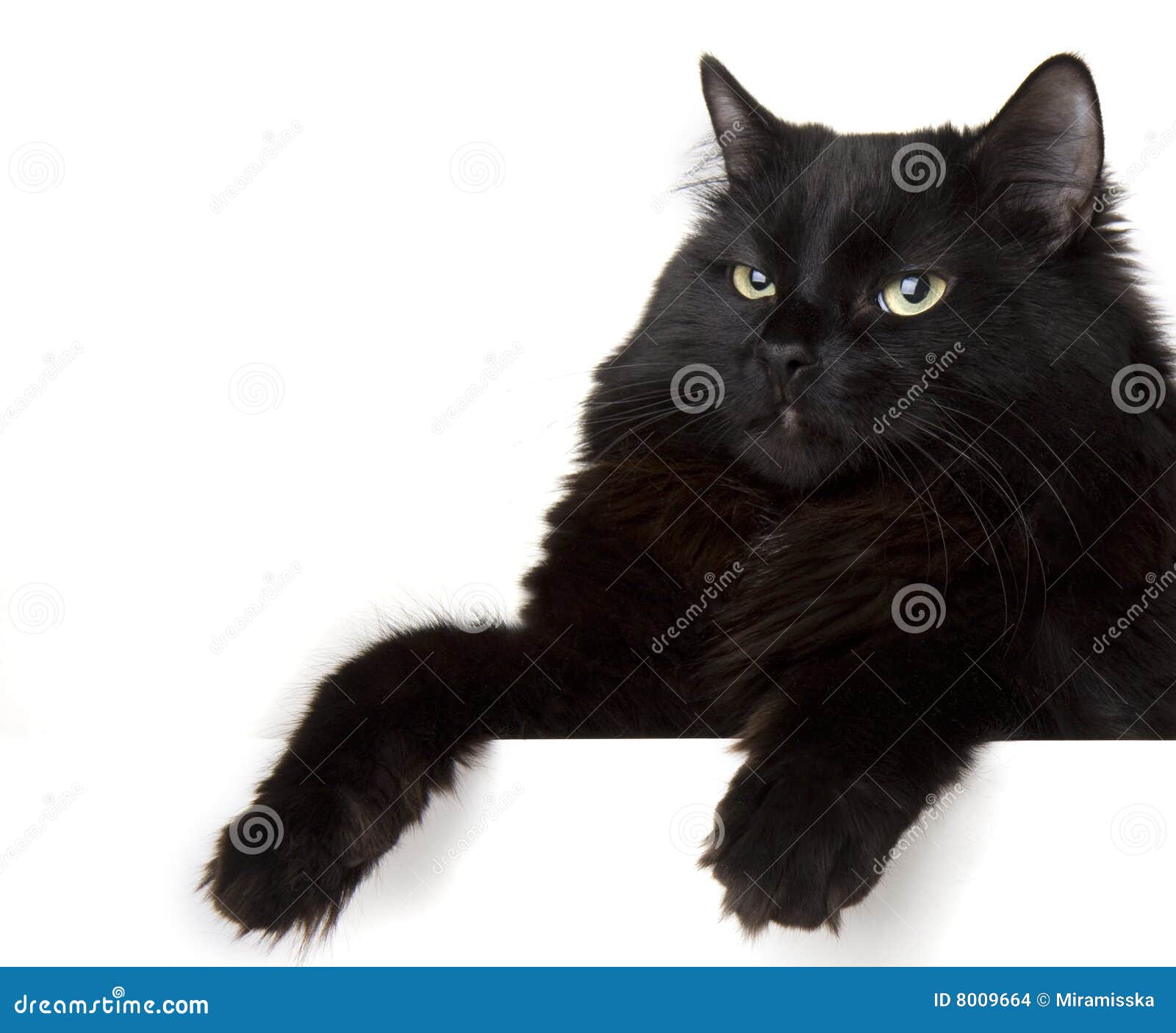 Black Cat on a White Background Stock Photo Image of cute, mammal