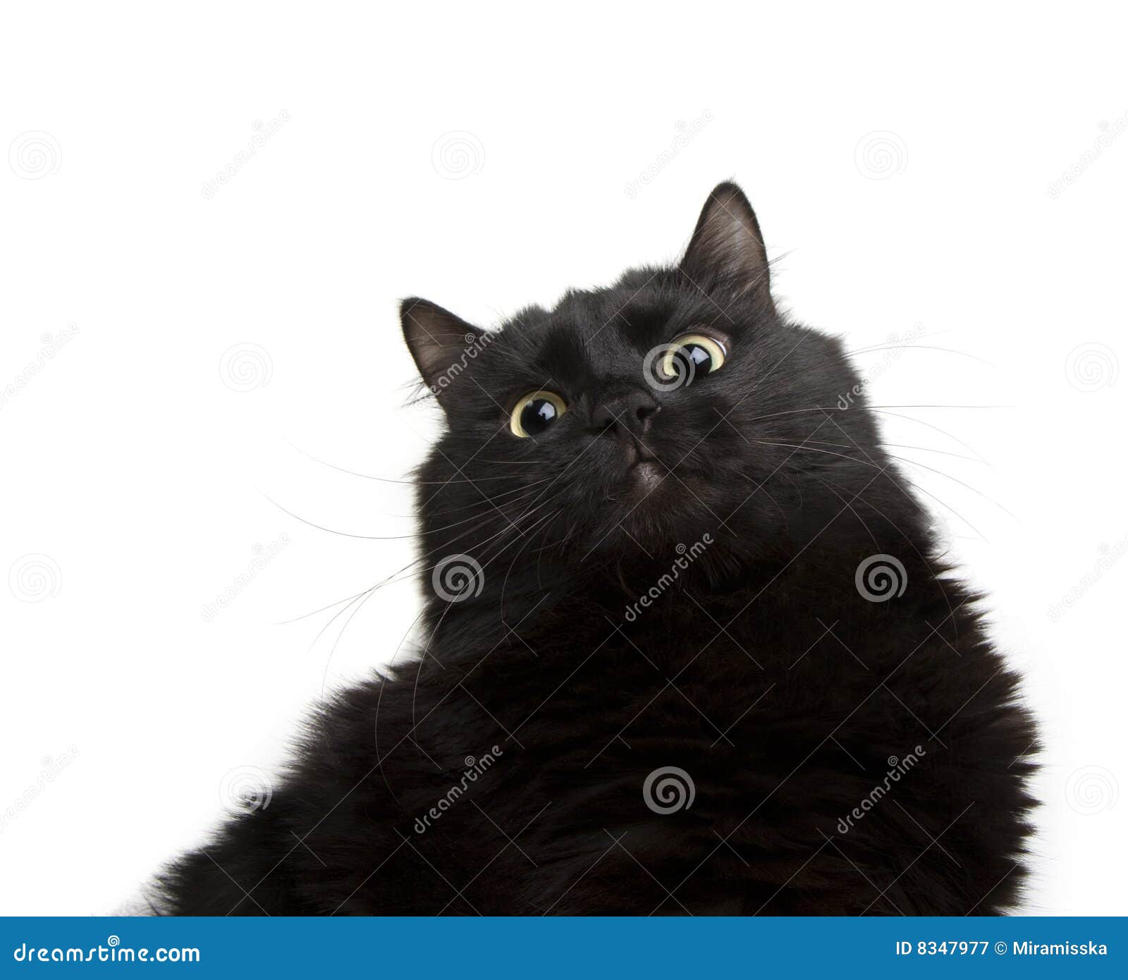 Black Cat on a White Background Stock Image Image of cute, alone 8347977