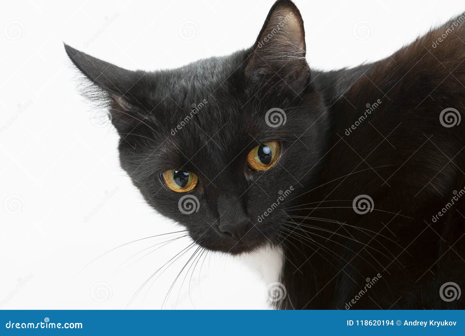 Black Cat on a White Background, Portrait. Stock Photo Image of inquisitive, claw 118620194
