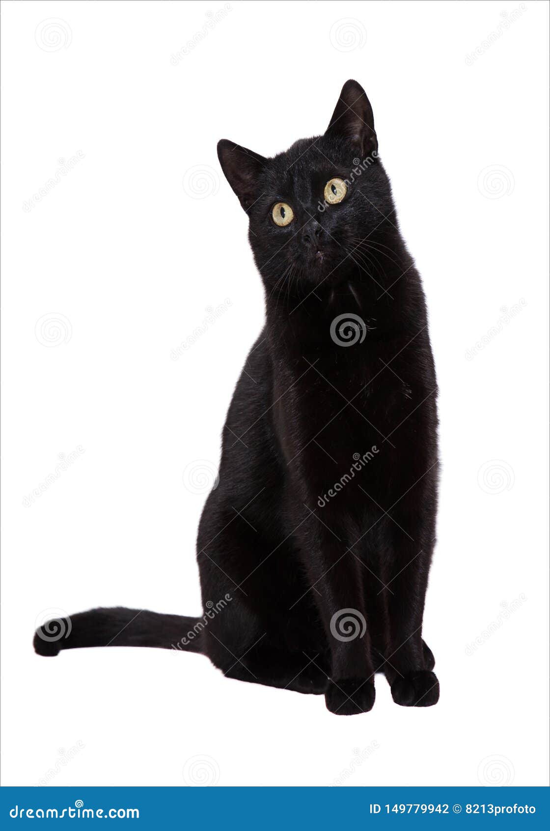 Black Cat on a White Background Stock Photo Image of black, kitty 149779942