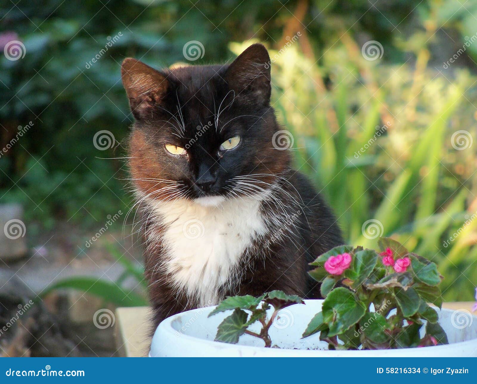 Black cat stock photo. Image of domestic, back, following 58216334