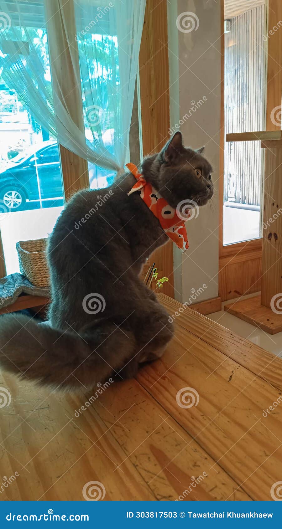 A Black Cat with White Fur Was Staring at Something Stock Image Image