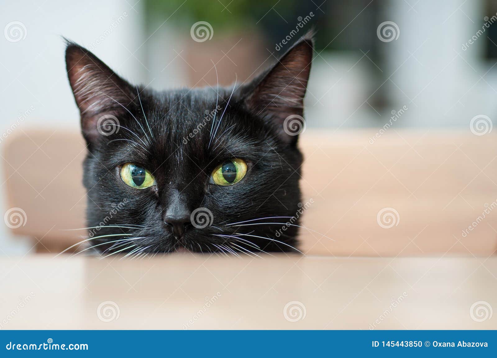 Black Cat with White Mustache Stock Photo Image of cute, funny 145443850