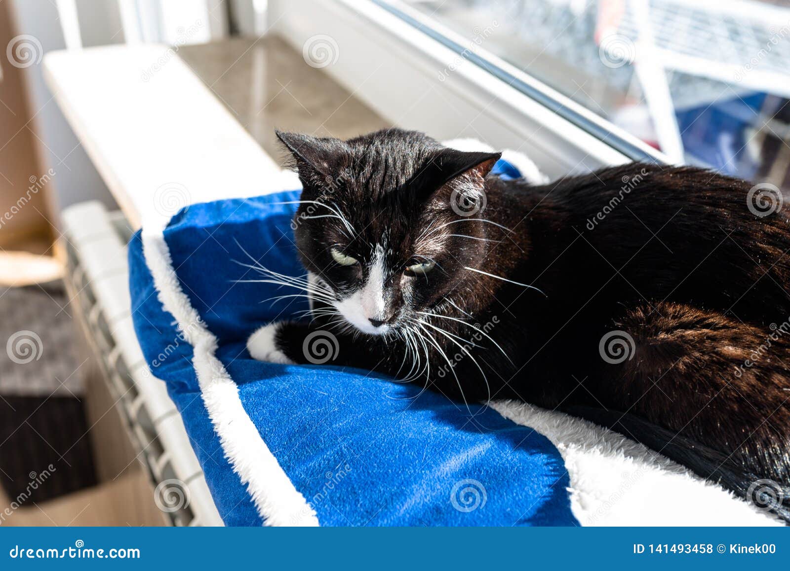 A Black Cat with a Black and White Snout, Lying on a Blue Bed on a