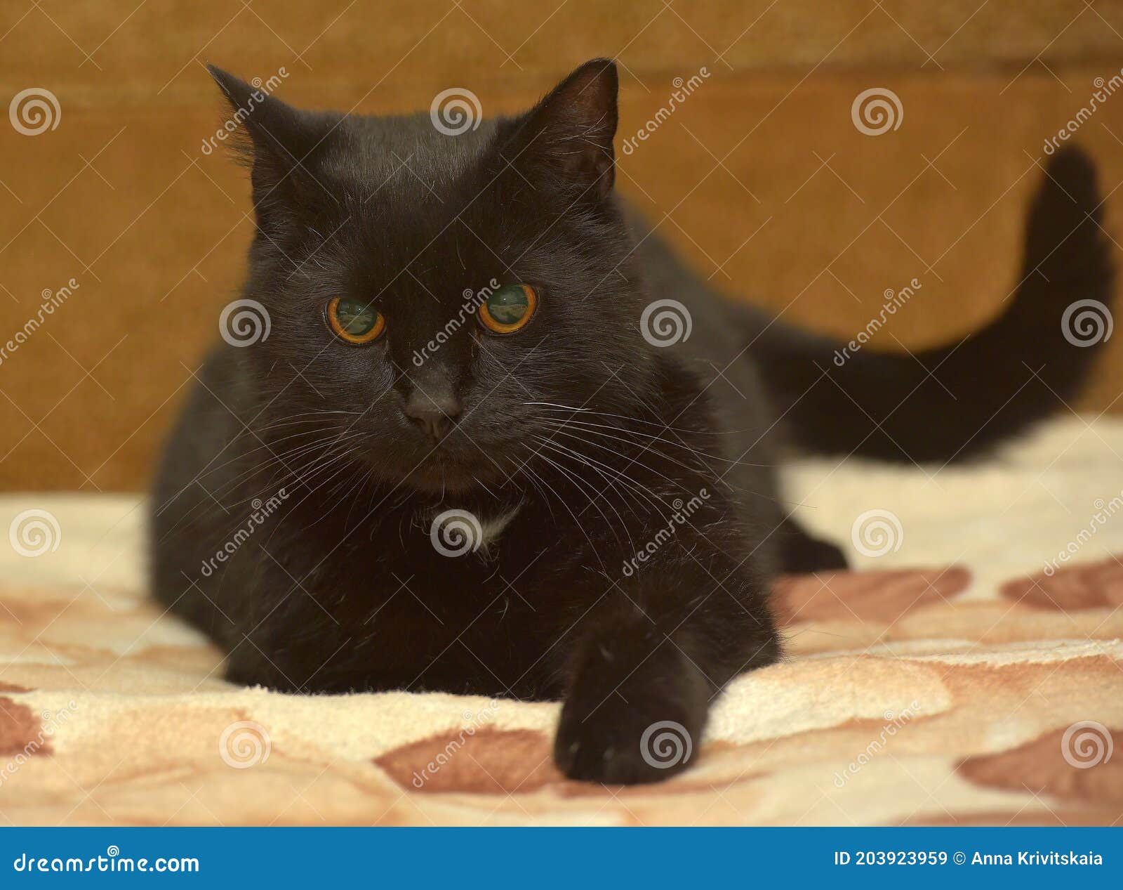 Black Cat with a White Spot on the Chest Lies Stock Image Image of