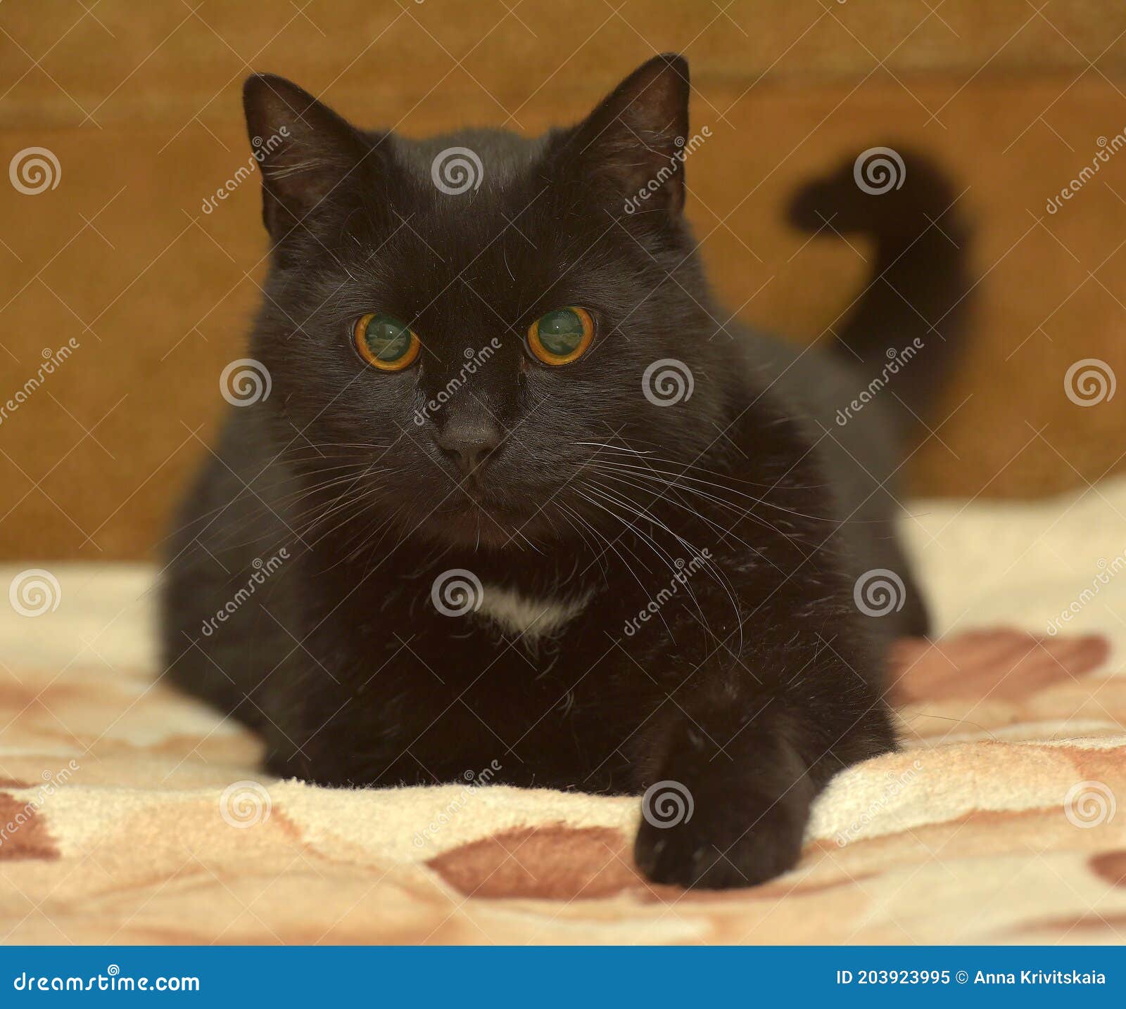Collection 30+ Images black cat with white spot on chest Superb Collection 30+ Images black cat with white spot on chest Superb