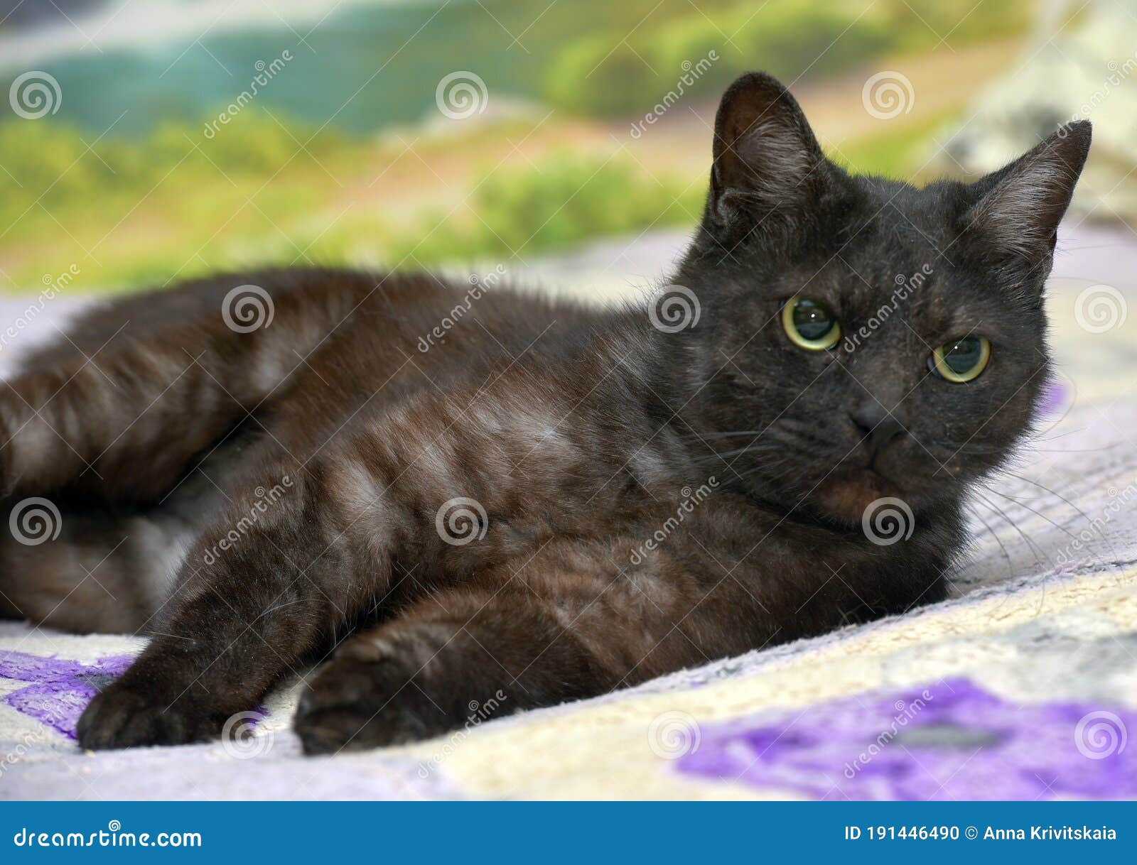Black Cat with White Undercoat on the Couch Stock Photo Image of eyes