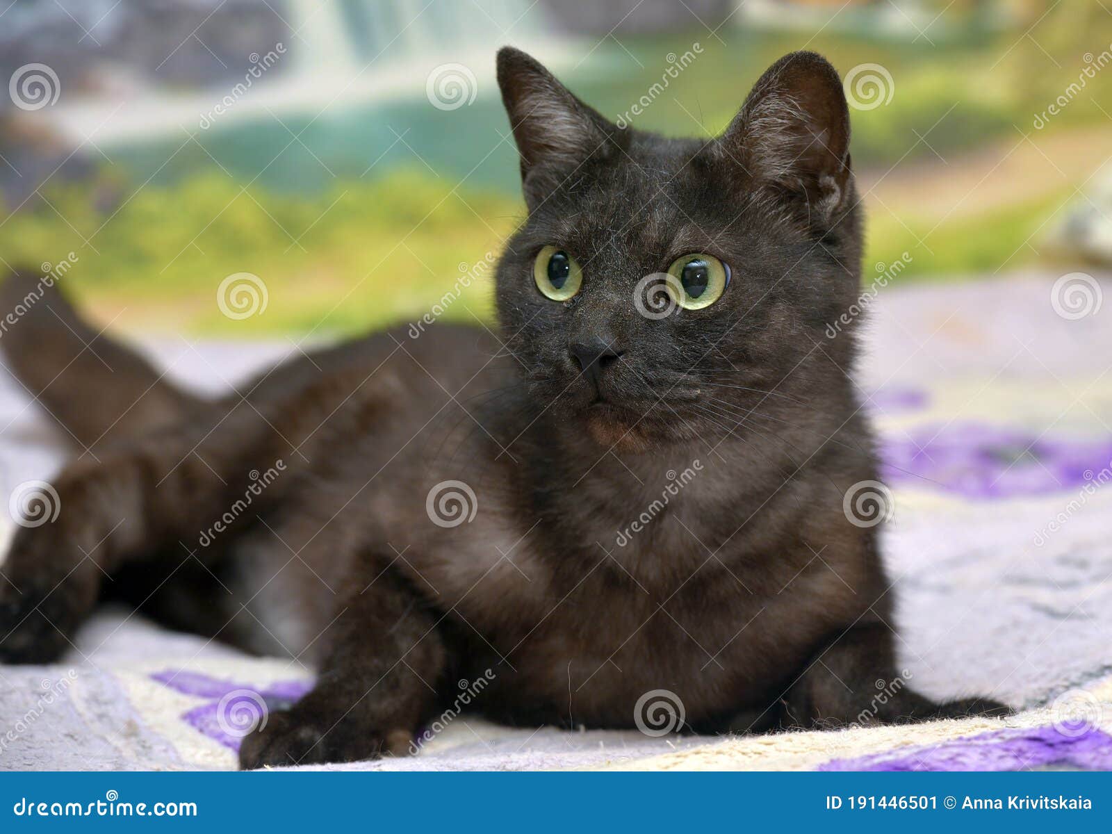 Black Cat with White Undercoat on the Couch Stock Image Image of
