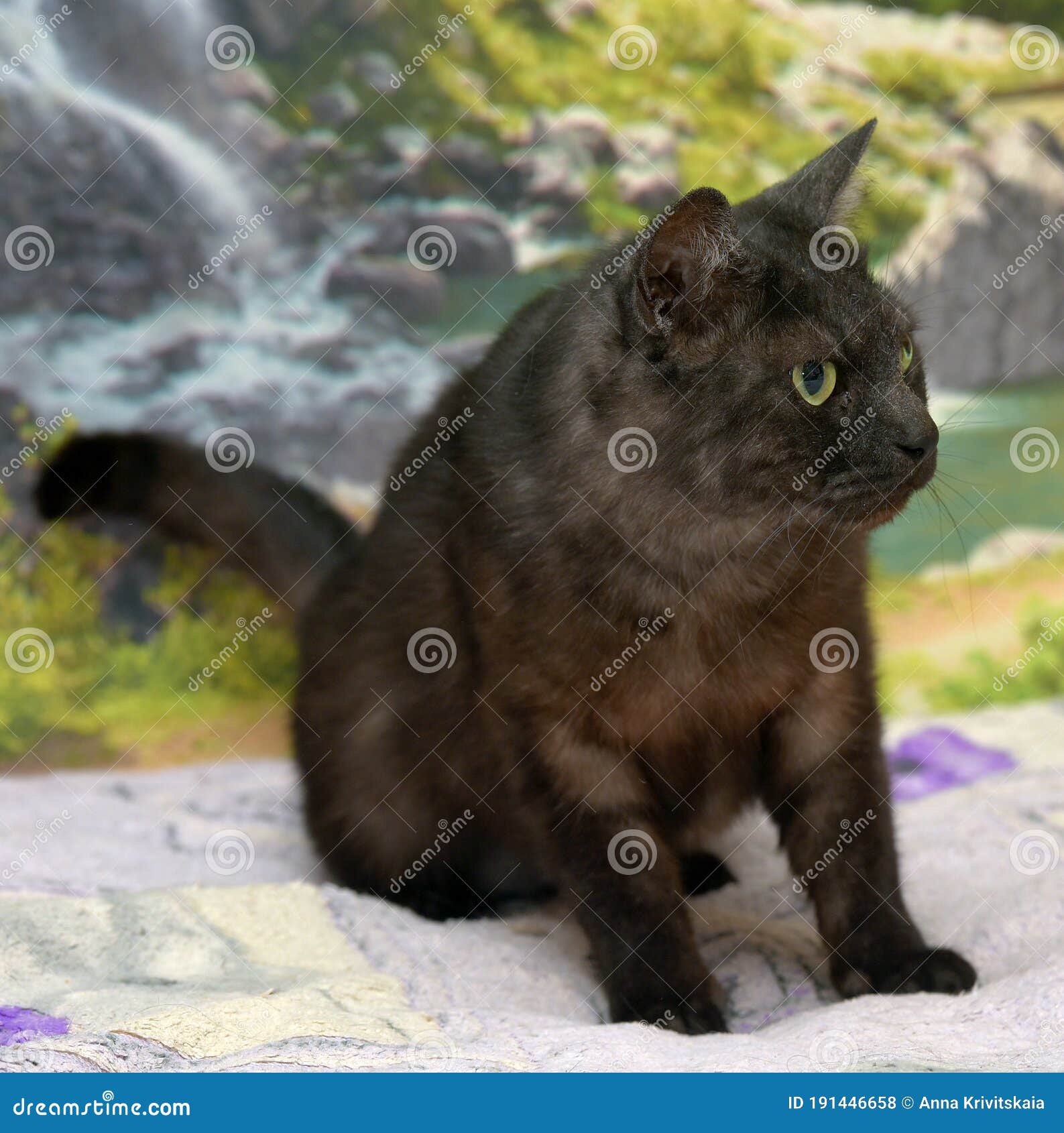 Black Cat with White Undercoat on the Couch Stock Photo Image of