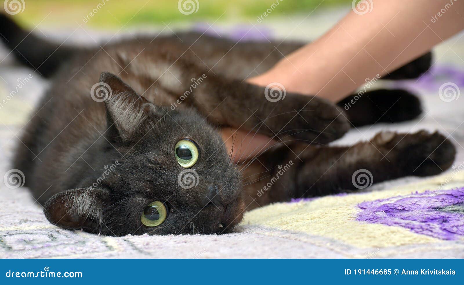 Black Cat with White Undercoat on the Couch Stock Image Image of