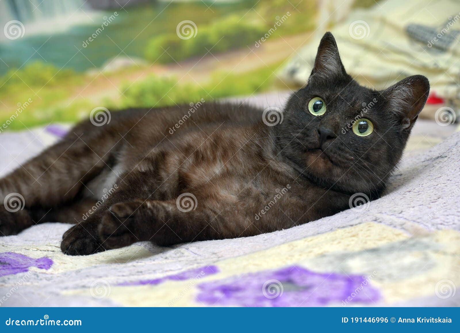 Black Cat with White Undercoat on the Couch Stock Photo Image of animal, macro 191446996
