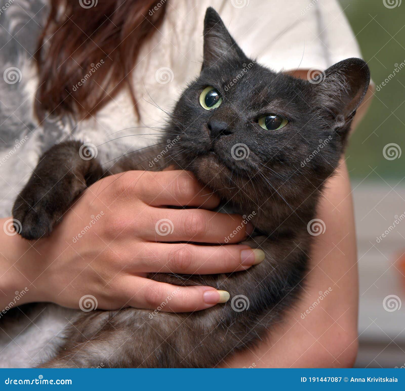 Black Cat with White Undercoat on the Couch Stock Image Image of