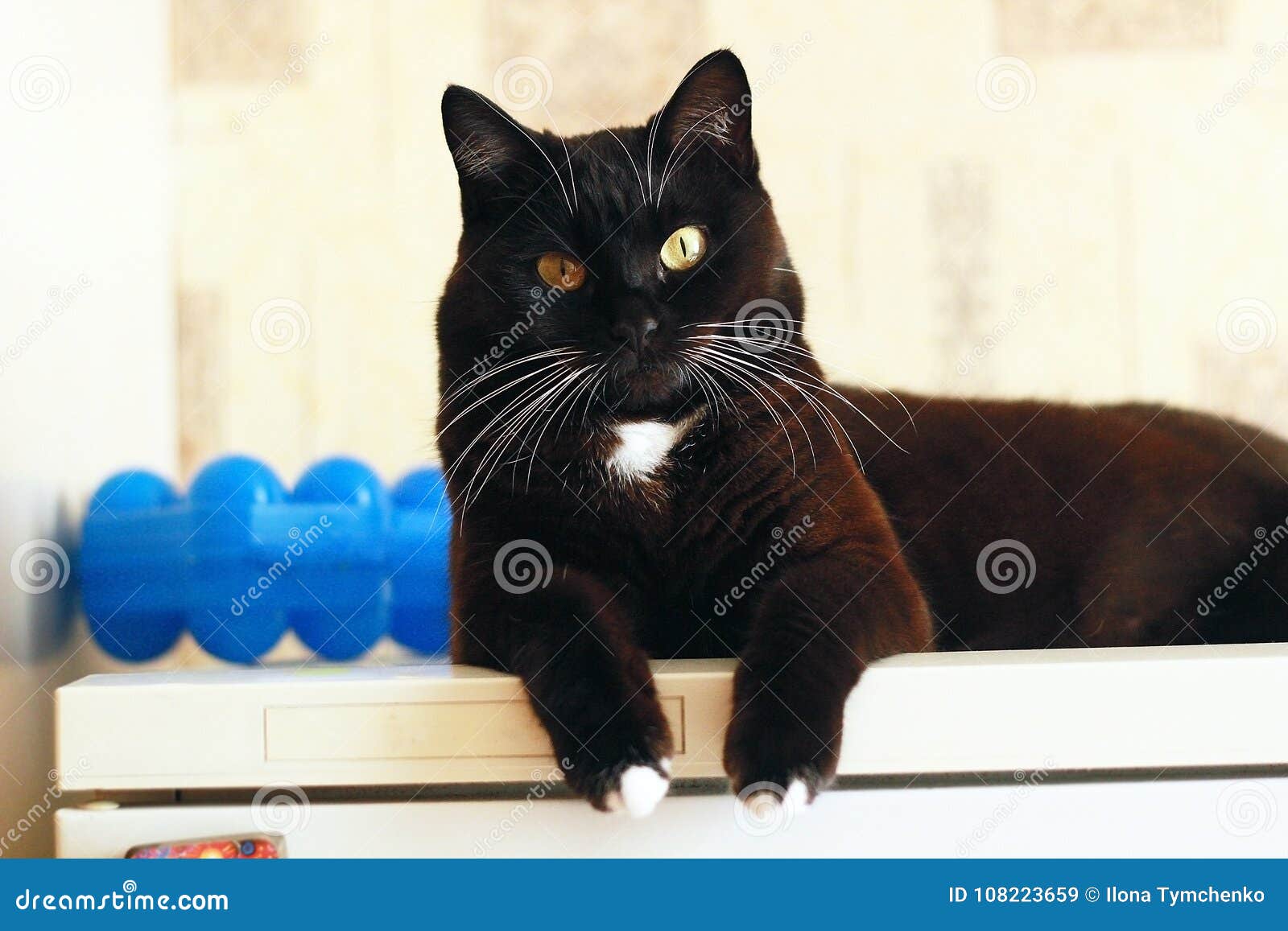 Black Cat with White Whiskers Stock Image - Image of hair, kitten