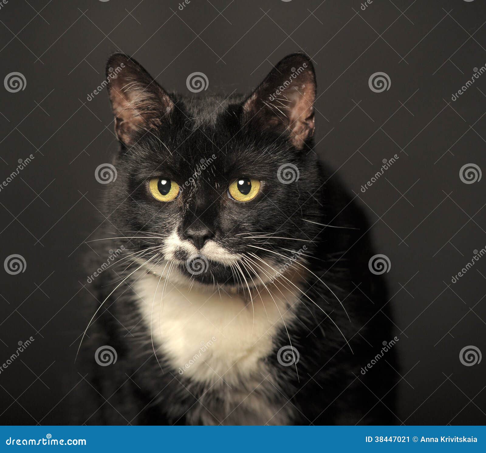 Black Cat  With White  Whiskers  Stock Image Image of 